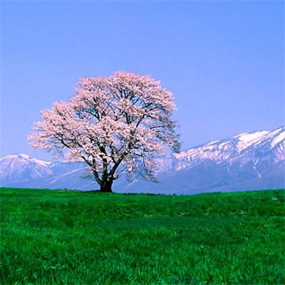 博亚体育官网app一键还原中文版源代码版