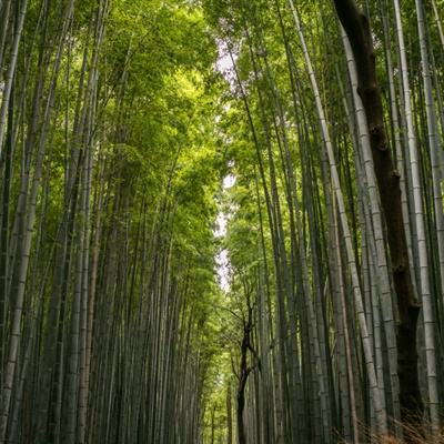 ag下载地址绿色免安装版
